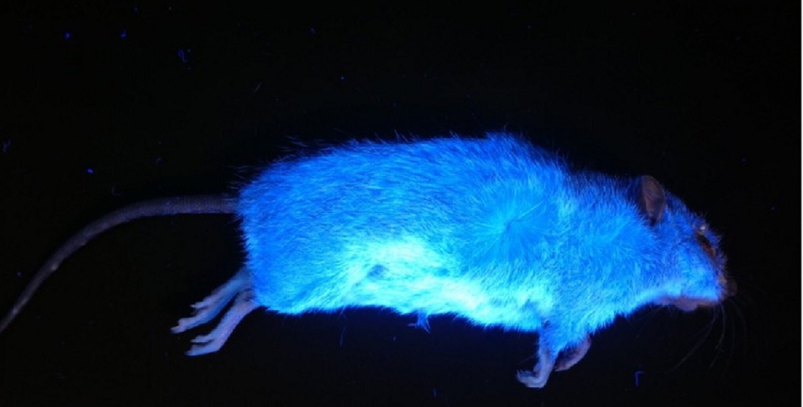 por-que-alguns-mamiferos-brilham-no-escuro?-ciencia-responde