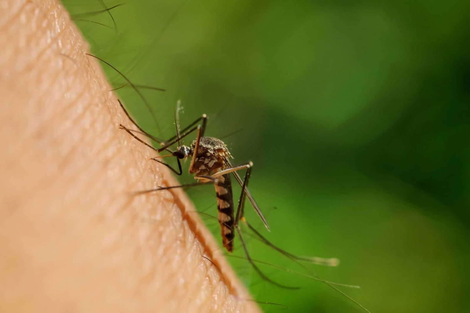 solucao-promissora-poderia-conter-avanco-do-aedes-aegypti