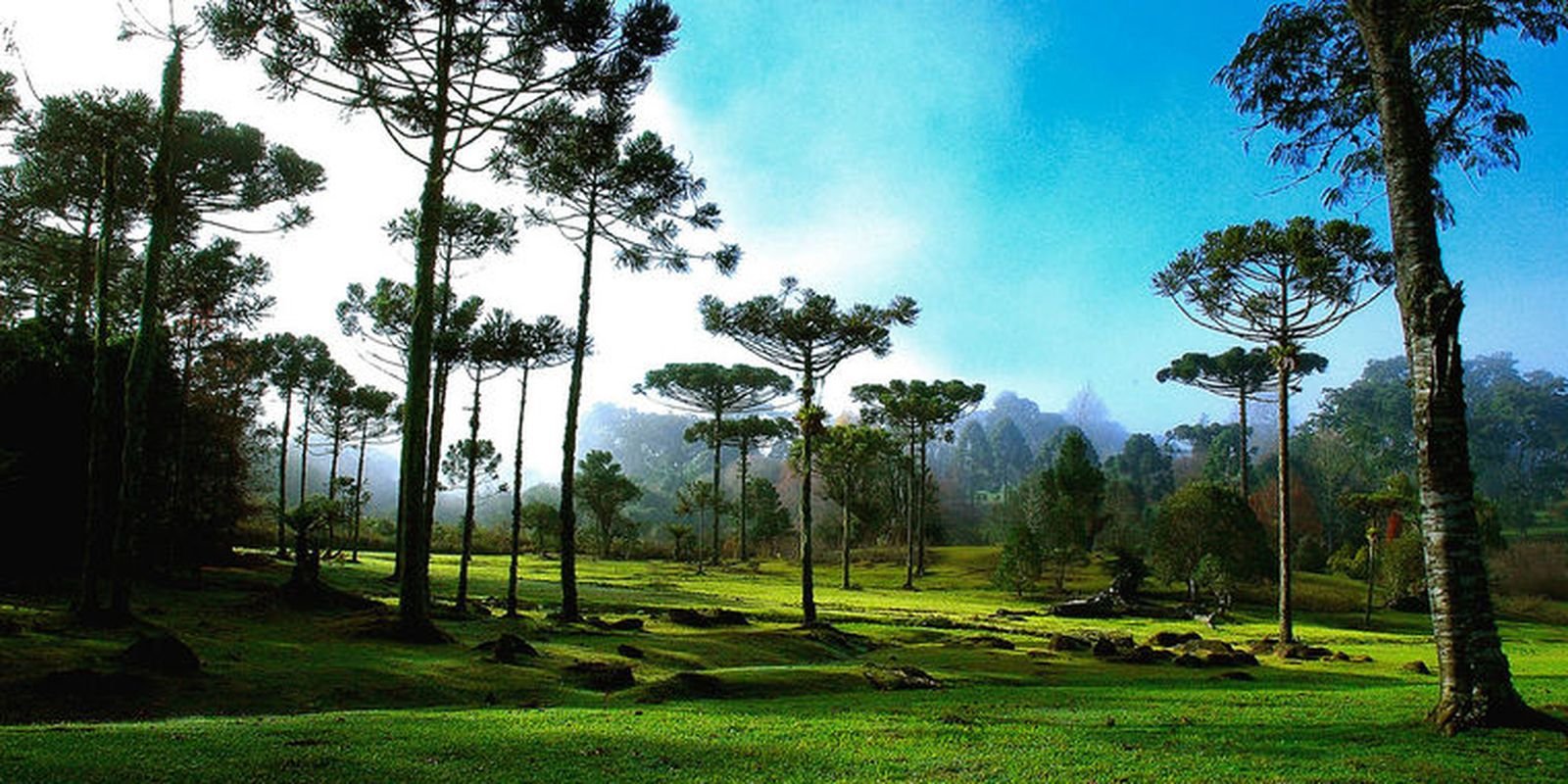 tradicoes-gauchas-ganham-destaque-na-festa-do-pinhao