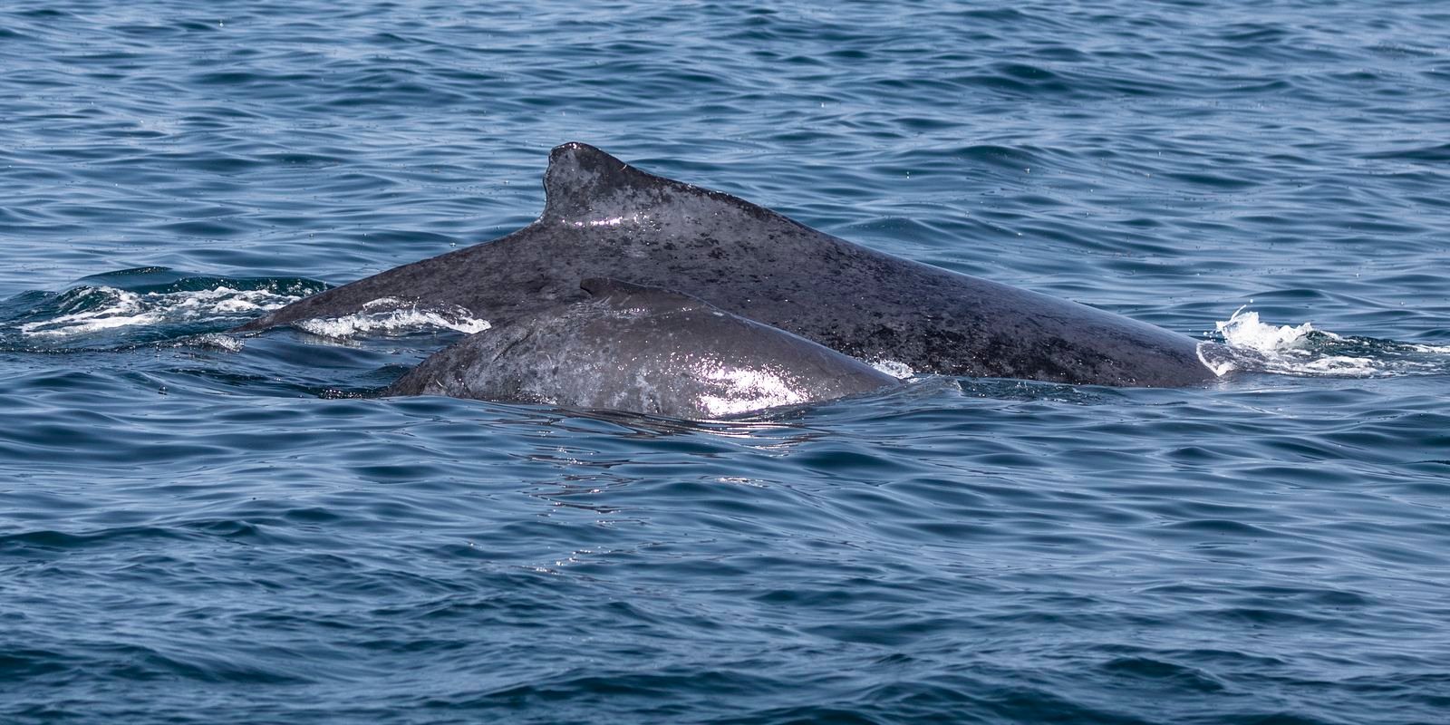 encontro-possibilita-oportunidade-de-observacao-de-baleias-na-bahia