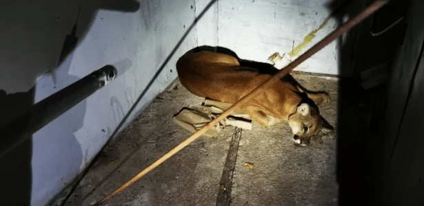 onca-parda-surpreende-moradores-ao-surgir-em-lava-rapido-no-interior-de-sp