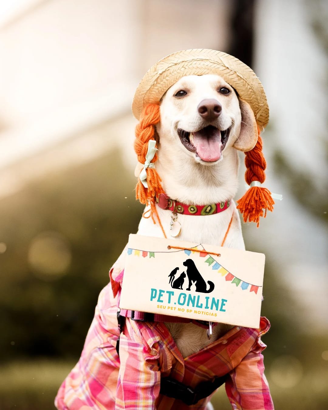 nada-de-susto!-guia-de-sobrevivencia-pet.online-para-as-festas-juninas