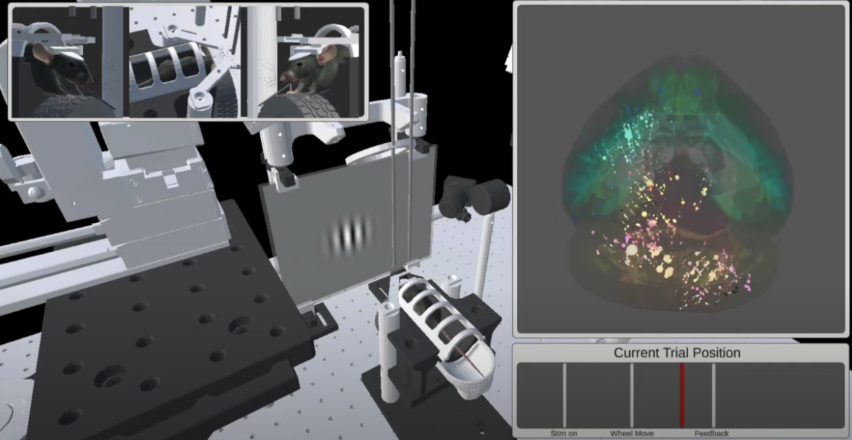 cientistas-revelam-1o-mapa-completo-de-cerebro-tomando-decisoes