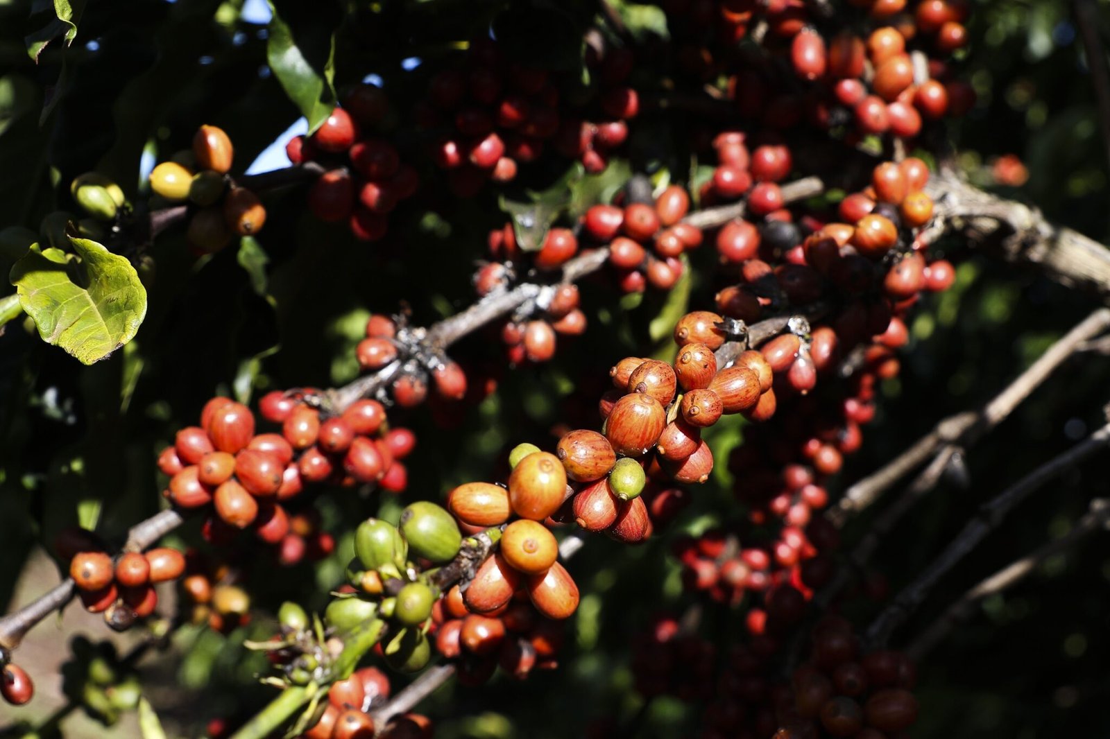 tarifaco:-brasil-celebra-recuo-parcial,-mas-cafe-e-cacau-seguem-vulneraveis