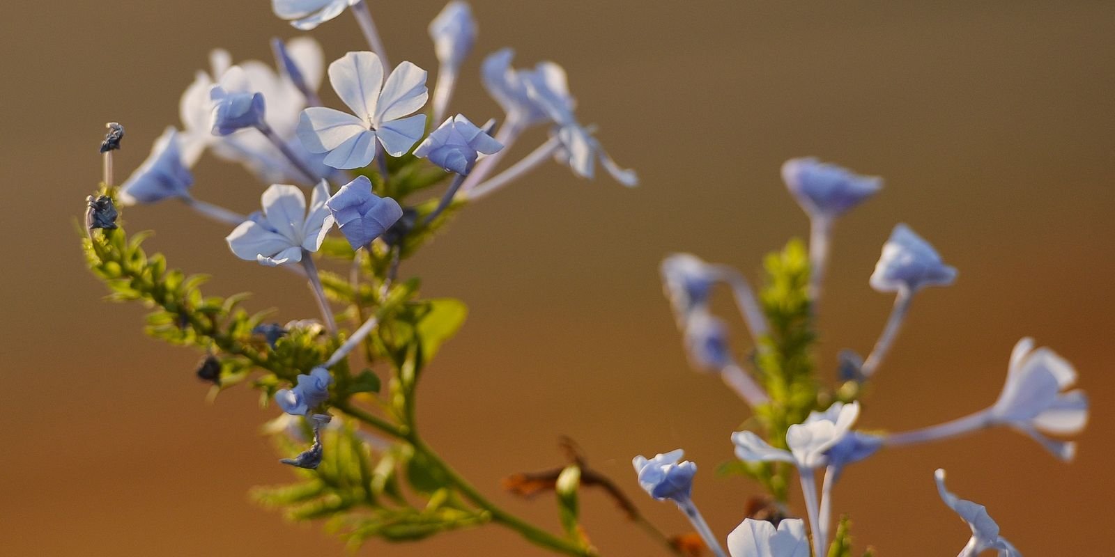 primavera-traz-frente-fria-e-chuva-para-o-sul-do-pais
