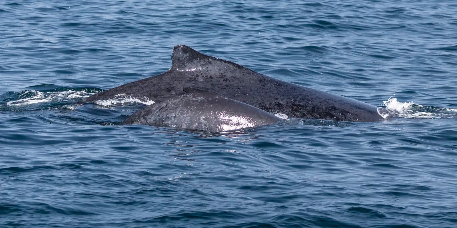 salvador-registra-aumento-na-observacao-de-baleias-jubarte