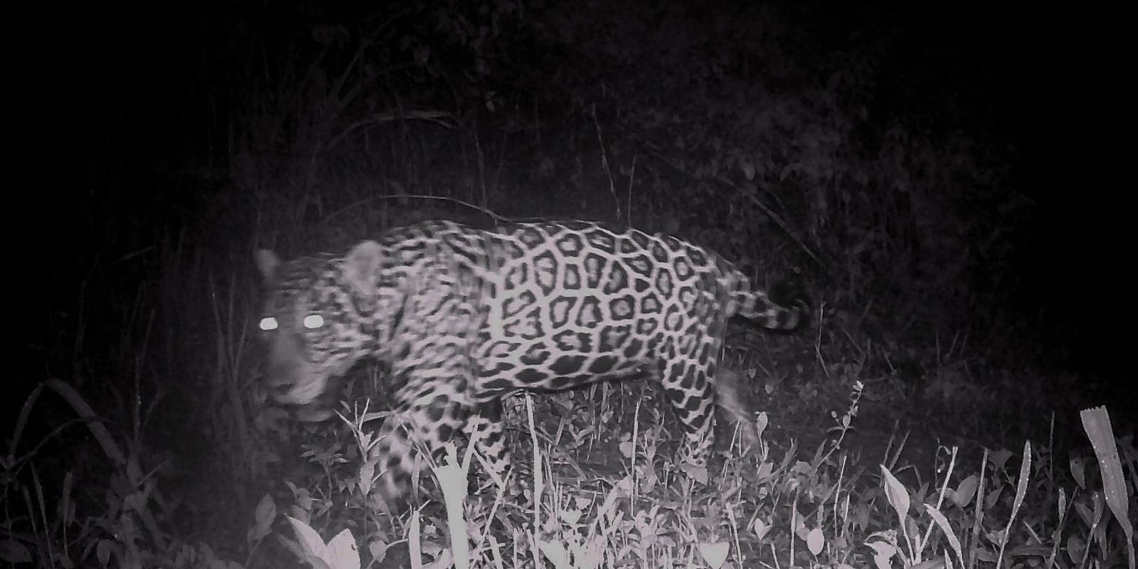 campo-grande-recebe-evento-sobre-conservacao-de-animais-silvestres