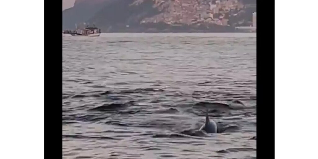 golfinhos-encantam-banhistas-no-rio-e-indicam-boas-condicoes-de-praia