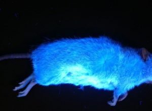 por-que-alguns-mamiferos-brilham-no-escuro?-ciencia-responde