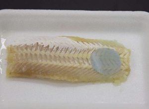 cientistas-desenvolvem-embalagem-que-muda-de-cor-quando-peixe-estraga