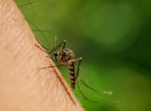 solucao-promissora-poderia-conter-avanco-do-aedes-aegypti