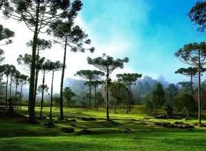 tradicoes-gauchas-ganham-destaque-na-festa-do-pinhao