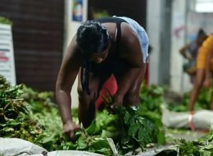 documentario-“jornada-das-folhas”-estreia-em-salvador 