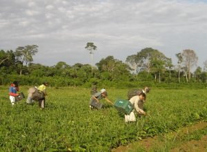 cmn-reduz-para-r$-200-mil-limite-de-enquadramento-no-proagro