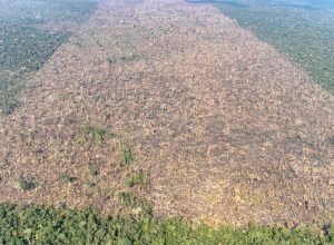 desmatamento-sobe-na-amazonia,-mas-cai-no-cerrado-e-no-pantanal