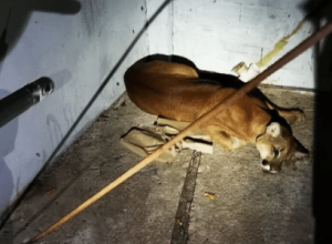 onca-parda-surpreende-moradores-ao-surgir-em-lava-rapido-no-interior-de-sp