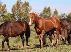 ministerio-registra-morte-de-222-cavalos-apos-ingestao-de-nutratta