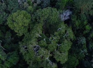 artistas-paraenses-apresentam-cotidiano-amazonico-em-exposicao