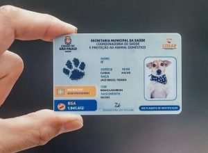seu-pet-ja-tem-rg?-em-sao-paulo,-isso-e-mais-do-que-importante:-e-lei!