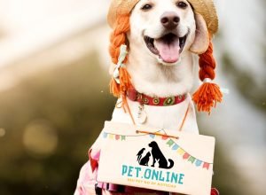 nada-de-susto!-guia-de-sobrevivencia-pet.online-para-as-festas-juninas