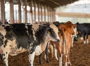 dois-lotes-da-vacina-excell-10-podem-ter-matado-quase-200-animais