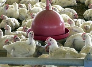 chile-e-arabia-saudita-retiram-restricao-a-carne-de-frango-do-brasil