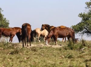 tres-pessoas-tiveram-encefalite-equina-venezuelana-no-am,-diz-fiocruz