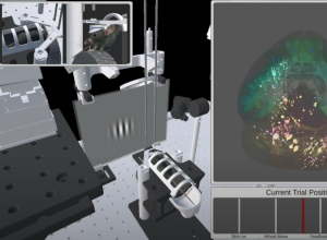 cientistas-revelam-1o-mapa-completo-de-cerebro-tomando-decisoes