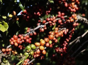 tarifaco:-brasil-celebra-recuo-parcial,-mas-cafe-e-cacau-seguem-vulneraveis