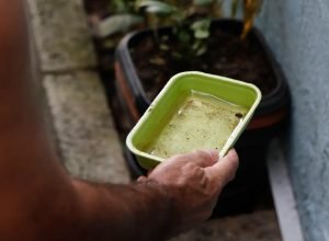 chikungunya-traz-preocupacoes-apos-uma-decada-de-presenca-no-brasil