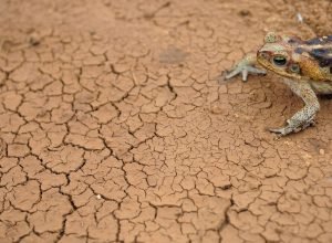governo-federal-reconhece-a-situacao-de-emergencia-em-54-cidades