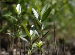programa-restaura-amazonia-aprova-17-projetos-em-assentamentos