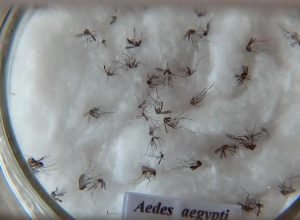 pesquisa-do-butantan-padroniza-nomenclatura-de-virus-da-dengue