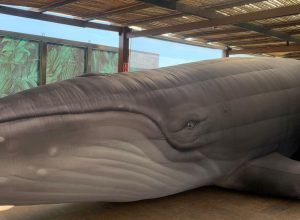 jardim-botanico-do-rio-expoe-replica-de-jubarte-por-conscientizacao