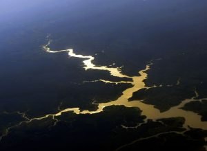 captura-de-carbono-na-amazonia-esta-em-risco,-diz-estudo