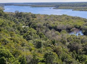 revista-the-economist-elogia-acoes-do-brasil-para-salvar-as-florestas