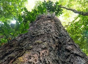 entidades-publicas-e-privadas-pedem-pacto-por-codigo-florestal