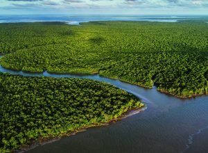 exposicao-no-ccbb-rj-destaca-importancia-e-riqueza-dos-manguezais