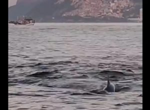 golfinhos-encantam-banhistas-no-rio-e-indicam-boas-condicoes-de-praia