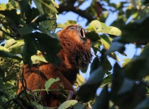 Bigio ruivo (Aloutta guariba clamitans (Bruno Aranda)